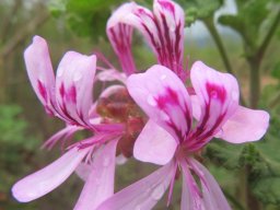 Pelargonium quercifolium anthers gone